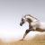 Дикие лошади породы Мустанг: происхождение, описание экстерьера Чем отличается мустанг от обычной лошади