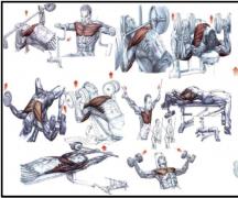 برنامج تدريب القوة للعضلات الصدرية
