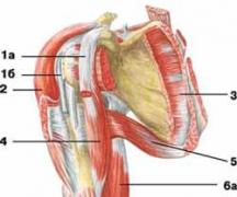 М'язи, що виробляють руху плеча в плечовому суглобі М'язи плечового пояса функції