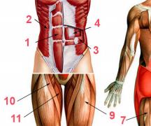 Muskujt kryesorë: stërvitje dhe forcim