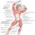 Большая ягодичная и портняжная мышцы — самая крупная и длинная мышца в теле человека