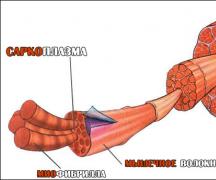 Programmes d'entraînement pour augmenter la force Comment entraîner la force musculaire